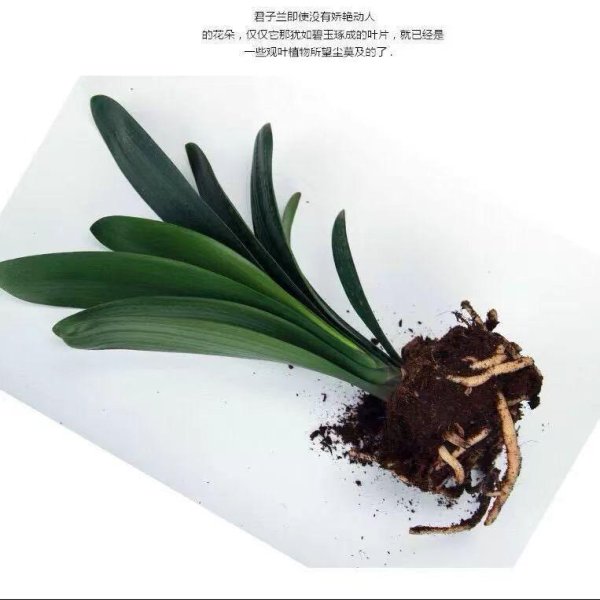 策略通 一盆君子兰，让生活瞬间高级起来的秘密